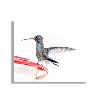 Minimalist Bird Decor with Hummingbird Picture Gift for Bird Watcher