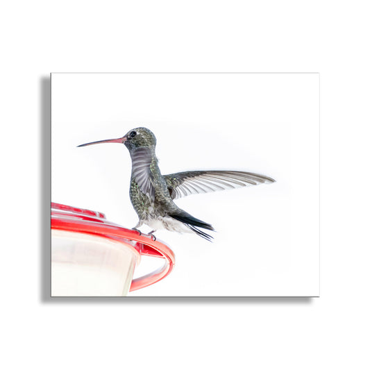 Minimalist Bird Decor with Hummingbird Picture Gift for Bird Watcher