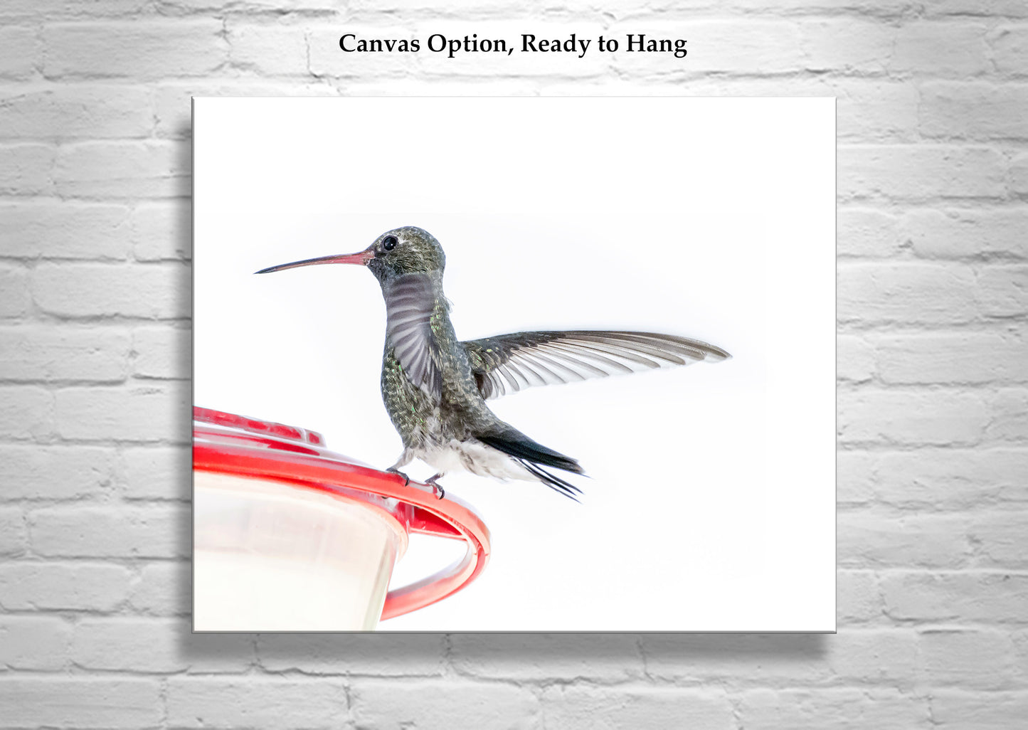 Minimalist Bird Decor with Hummingbird Picture Gift for Bird Watcher
