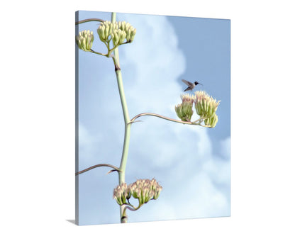 Agave Century Plant and Flying Hummingbird Photograph