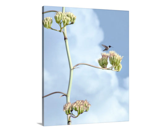 Agave Century Plant and Flying Hummingbird Photograph