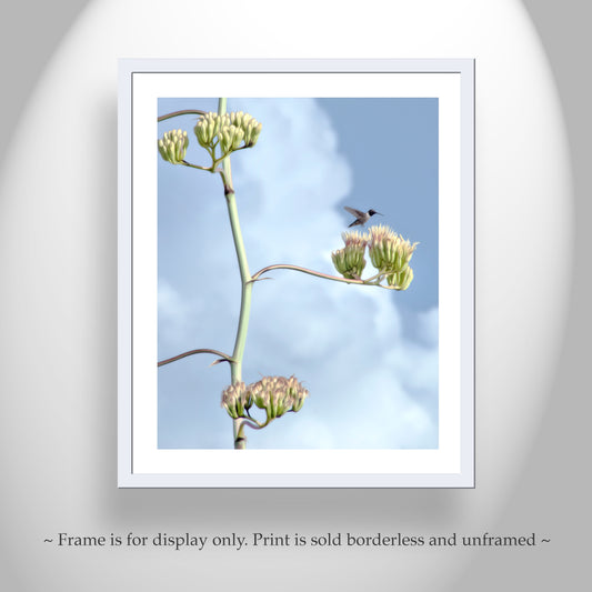 Agave Century Plant and Flying Hummingbird Photograph