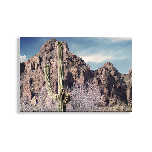 Tucson Arizona Desert Mountain Landscape Art Print with Ironwood Flowers