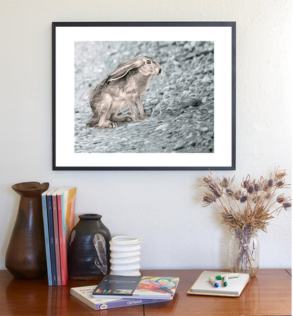 Jackrabbit Art Desert Wildlife Photography at Muleshoe Ranch Arizona USA