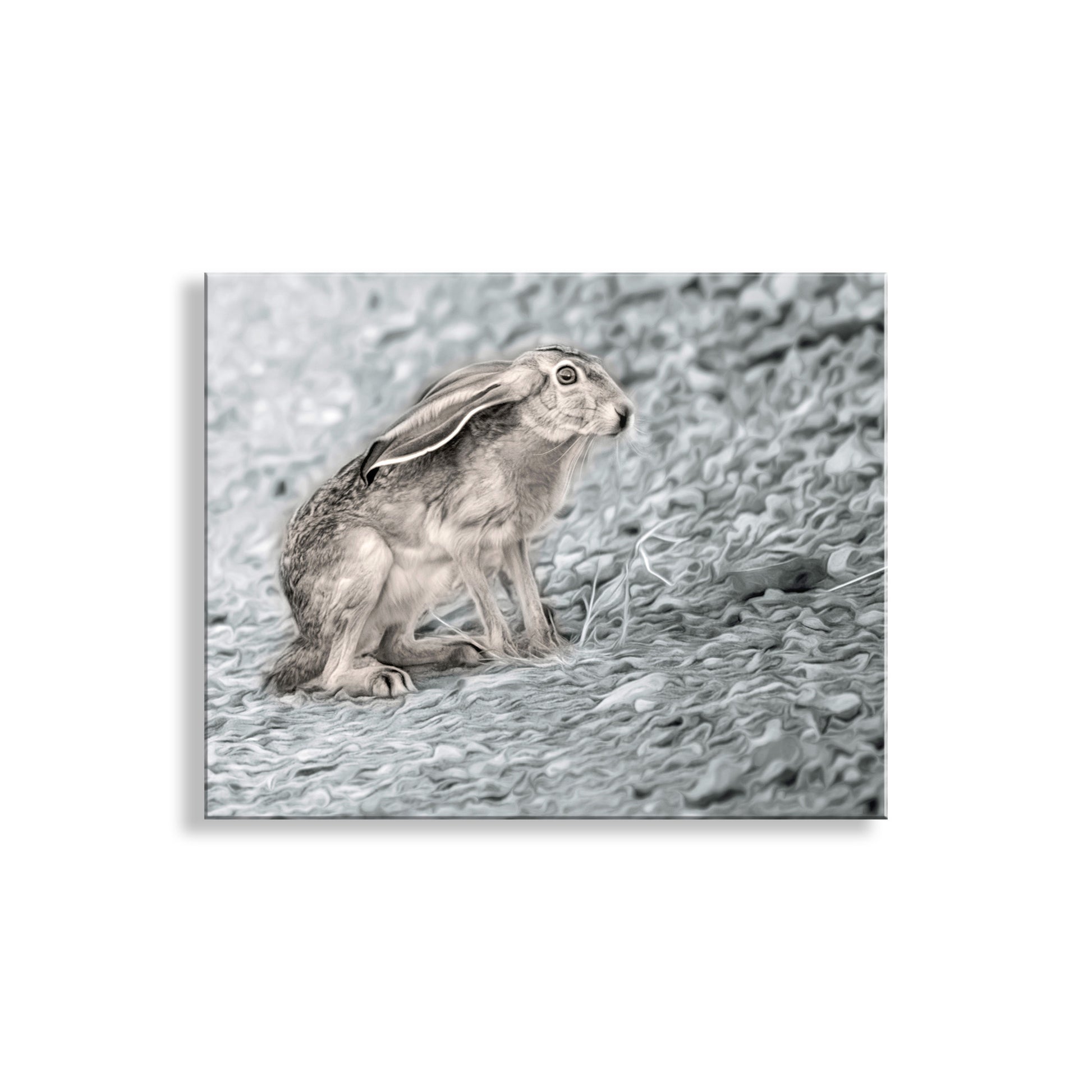 Hare on a textured gray background. Beautiful bunny! My jackrabbit photo art print for your walls - I captured this cute critter on camera in Muleshoe Ranch, Arizona USA. (When jackrabbits lower their ears, they either don't need their ears to stay cool at that moment, or they're trying not to be seen. Or both!) Original, unique signed art by Murray Bolesta.