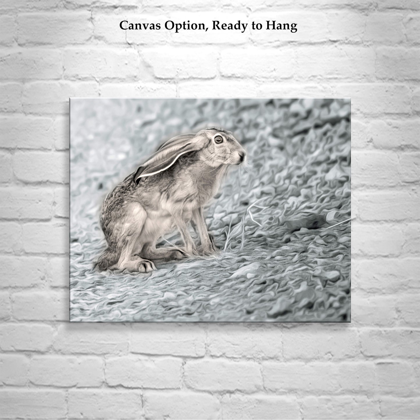 Jackrabbit Art Desert Wildlife Photography at Muleshoe Ranch Arizona USA