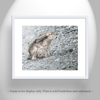 Jackrabbit Art Desert Wildlife Photography at Muleshoe Ranch Arizona USA
