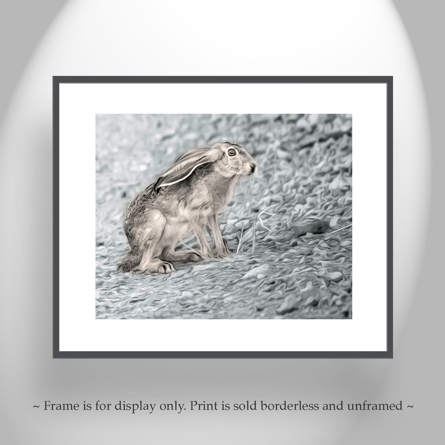 Jackrabbit Art Desert Wildlife Photography at Muleshoe Ranch Arizona USA
