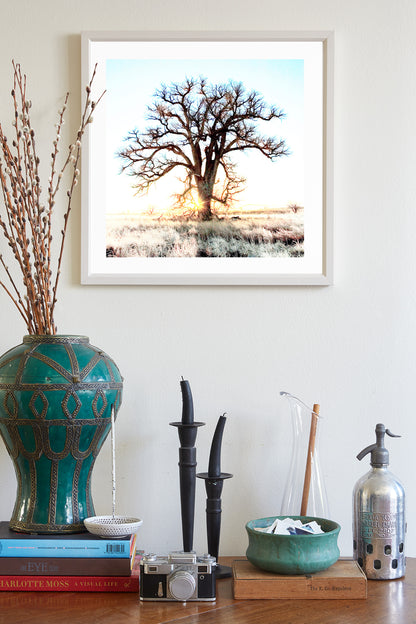 Cottonwood Tree Art Print in Surreal Winter Sunrise Landscape | Arivaca Arizona