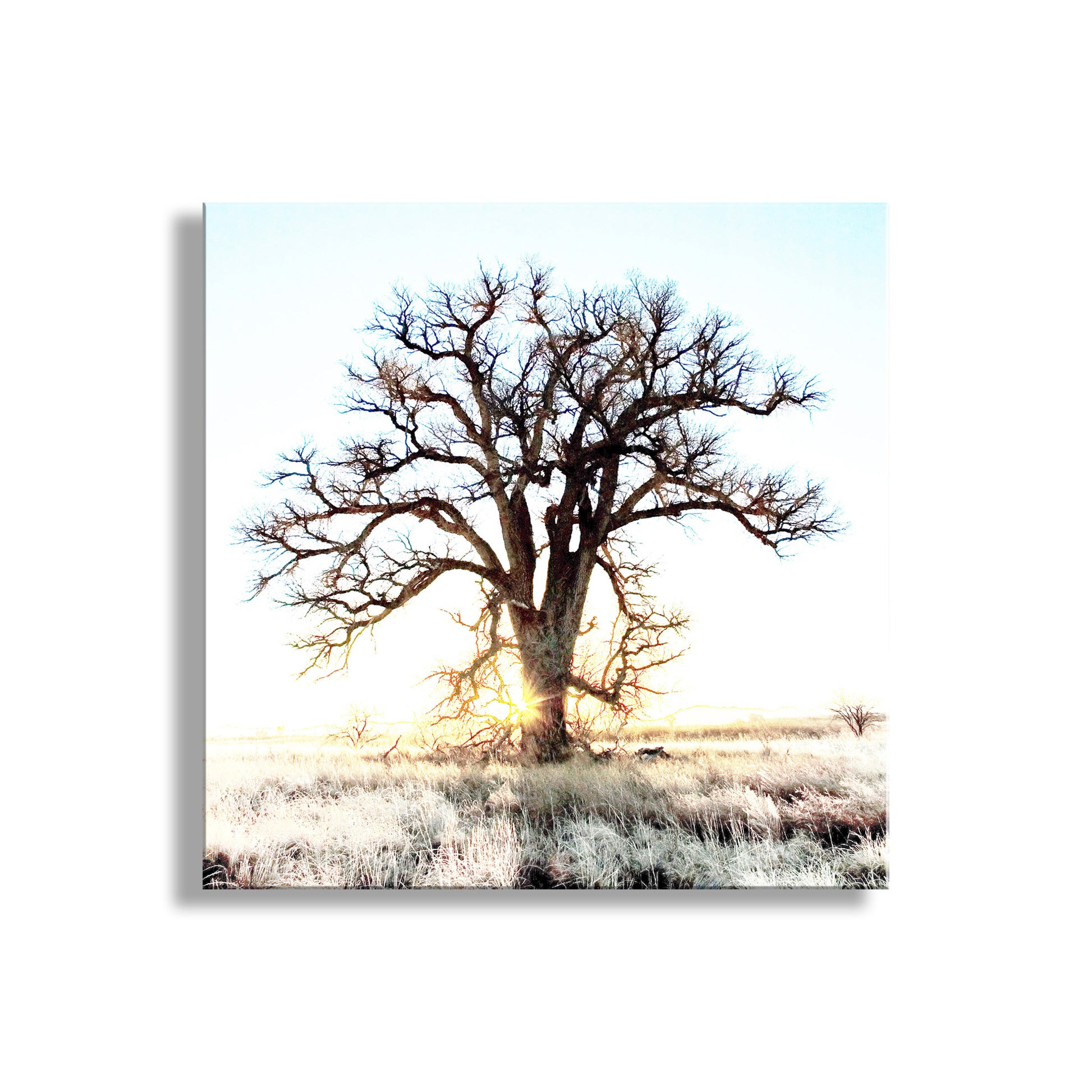 Tree in a field with a sunburst effect on a white background. Cottonwood Tree Art Print in Surreal Winter Sunrise Landscape | Arivaca Arizona