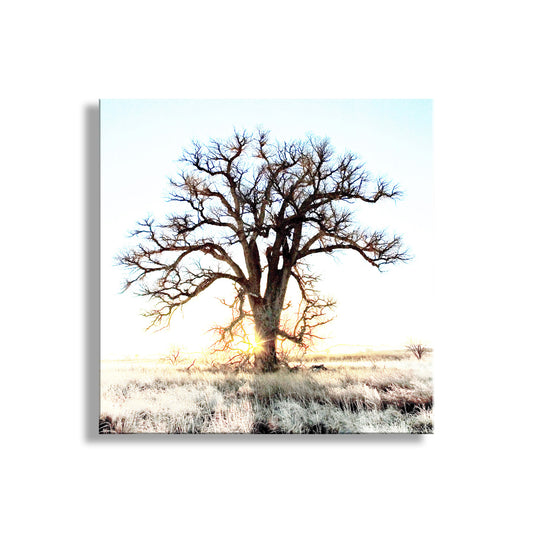 Tree in a field with a sunburst effect on a white background. Cottonwood Tree Art Print in Surreal Winter Sunrise Landscape | Arivaca Arizona