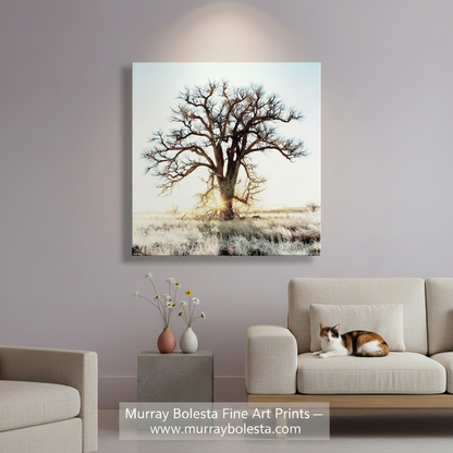 Cottonwood Tree Art Print in Surreal Winter Sunrise Landscape | Arivaca Arizona