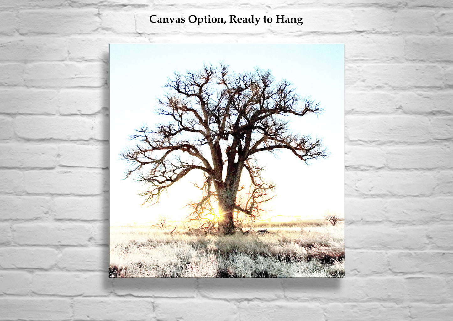 Cottonwood Tree Art Print in Surreal Winter Sunrise Landscape | Arivaca Arizona