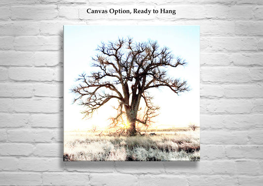 Cottonwood Tree Art Print in Surreal Winter Sunrise Landscape | Arivaca Arizona