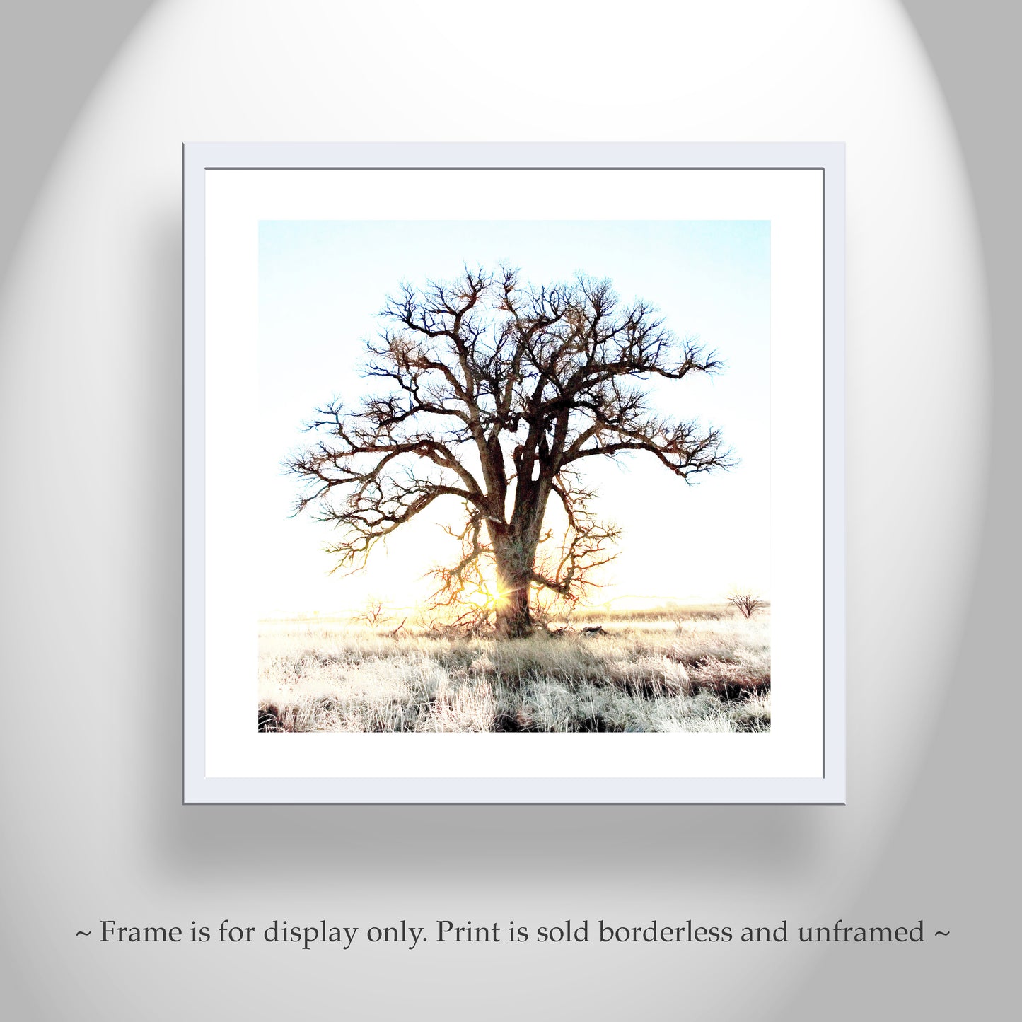 Cottonwood Tree Art Print in Surreal Winter Sunrise Landscape | Arivaca Arizona
