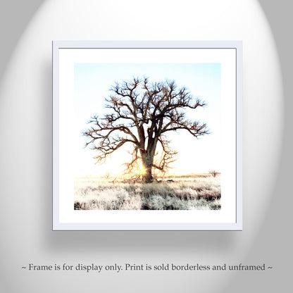 Cottonwood Tree Art Print in Surreal Winter Sunrise Landscape | Arivaca Arizona