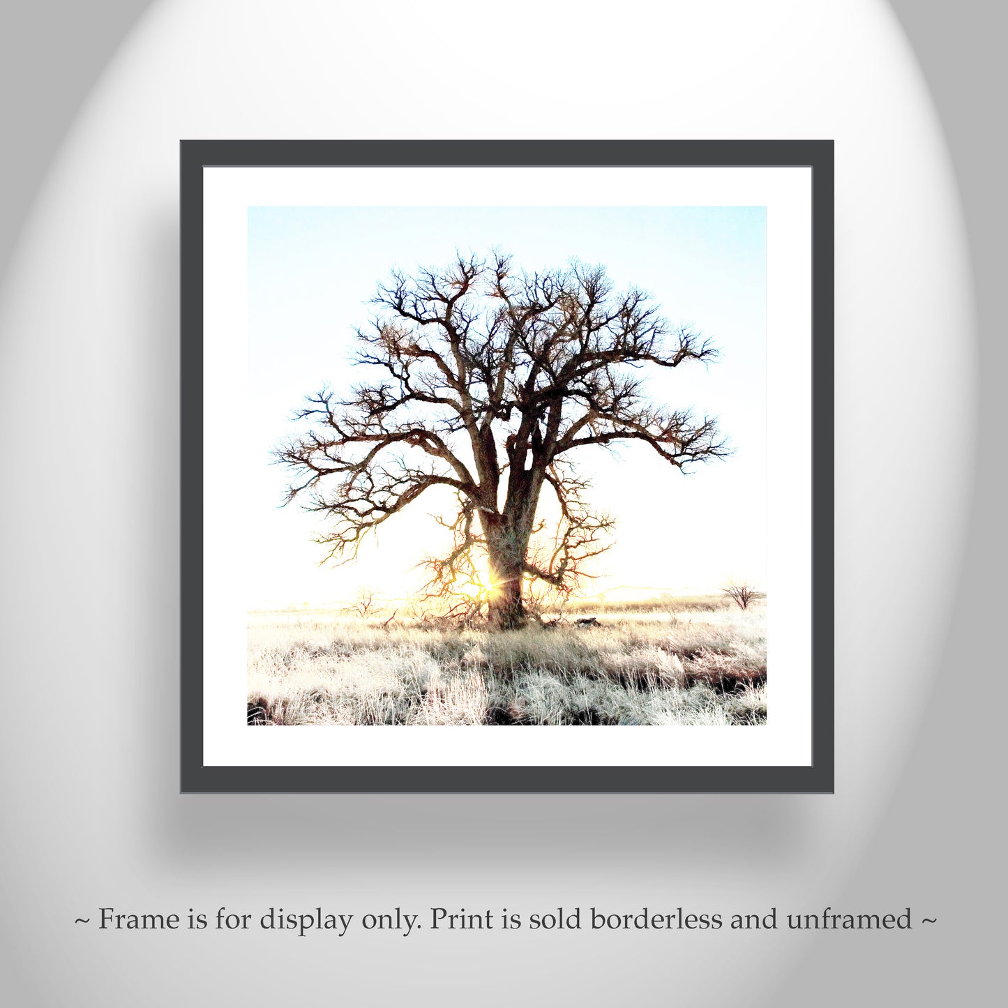 Cottonwood Tree Art Print in Surreal Winter Sunrise Landscape | Arivaca Arizona