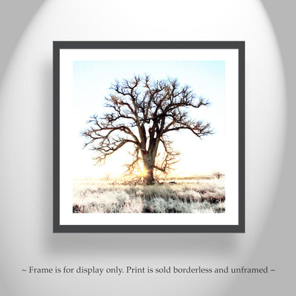 Cottonwood Tree Art Print in Surreal Winter Sunrise Landscape | Arivaca Arizona
