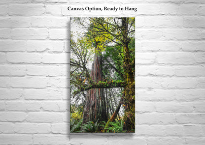 Redwood Forest Wall Art – Serene Jedediah Smith Redwood Park Nature Photography Print