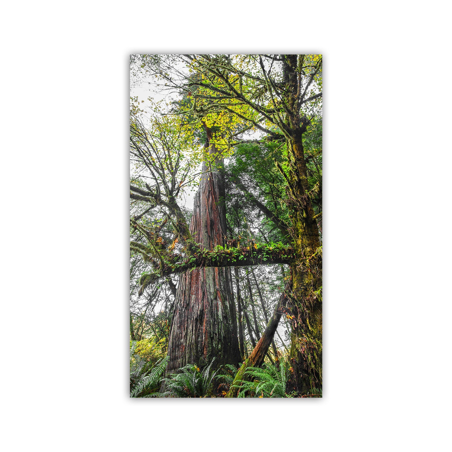Tall tree with green foliage in a forest setting. Unique redwood forest Art for your walls! My powerful forest picture at Jedediah Smith Redwoods State Park! This cool art captures the vertical sweep of a precious remnant of old growth forest in the North Coast of California USA. In the foreground, a mossy Bigleaf Maple tree intervenes.