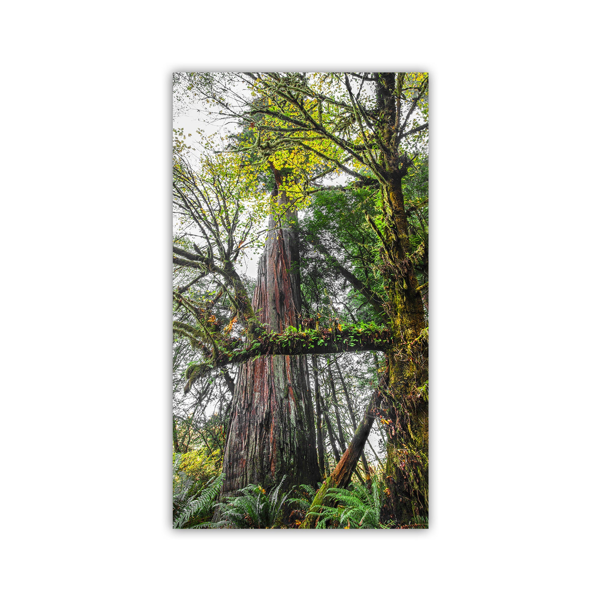 Tall tree with green foliage in a forest setting. Unique redwood forest Art for your walls! My powerful forest picture at Jedediah Smith Redwoods State Park! This cool art captures the vertical sweep of a precious remnant of old growth forest in the North Coast of California USA. In the foreground, a mossy Bigleaf Maple tree intervenes.