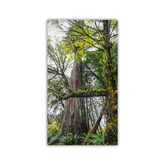 Tall tree with green foliage in a forest setting. Unique redwood forest Art for your walls! My powerful forest picture at Jedediah Smith Redwoods State Park! This cool art captures the vertical sweep of a precious remnant of old growth forest in the North Coast of California USA. In the foreground, a mossy Bigleaf Maple tree intervenes.