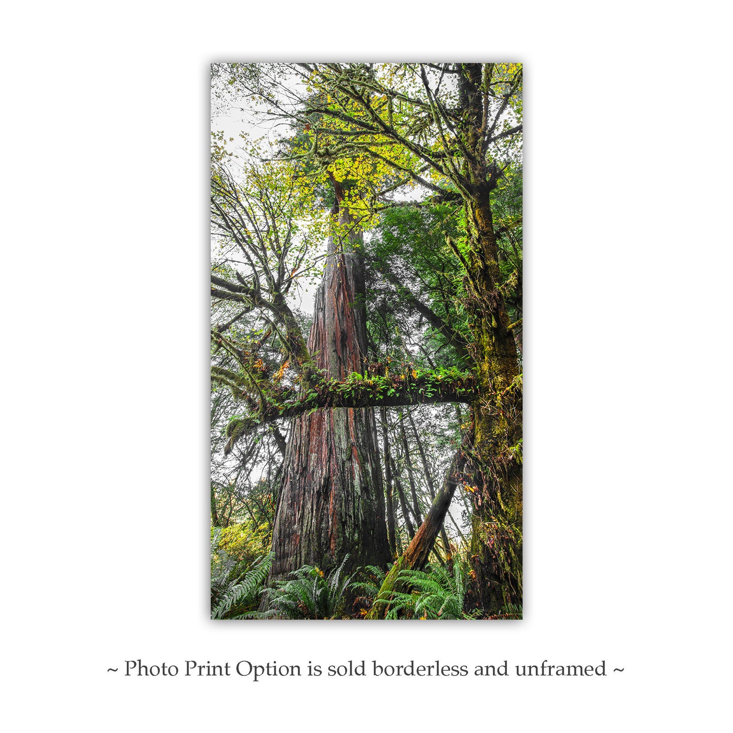 Redwood Forest Wall Art – Serene Jedediah Smith Redwood Park Nature Photography Print