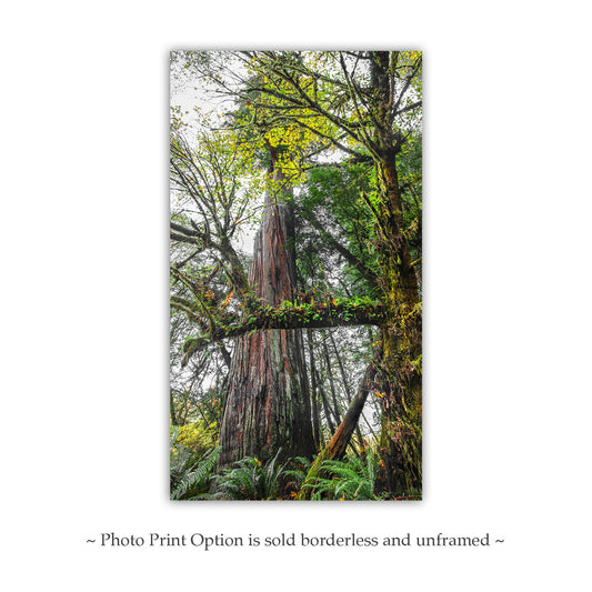 Redwood Forest Wall Art – Serene Jedediah Smith Redwood Park Nature Photography Print