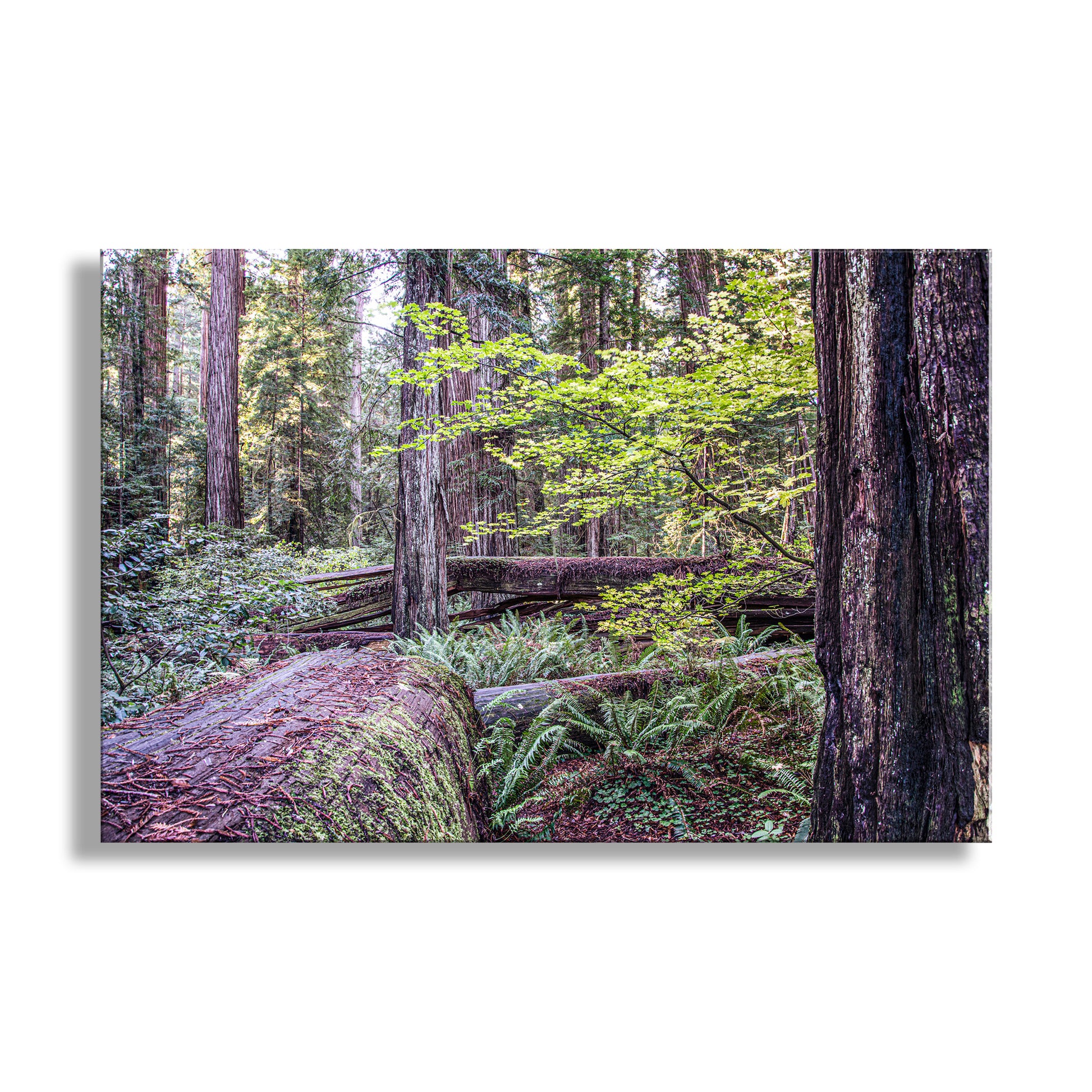 Forest scene with fallen trees and green foliage on a white background. Beautiful redwoods art! For your walls, my cool California coast redwood forest picture at Jedediah Smith Redwoods State Park. Your splendid art print captures the fertile sweep of a precious remnant of old growth forest in the North Coast of California USA! This is Stout Grove. Original, unique signed art by Murray Bolesta!