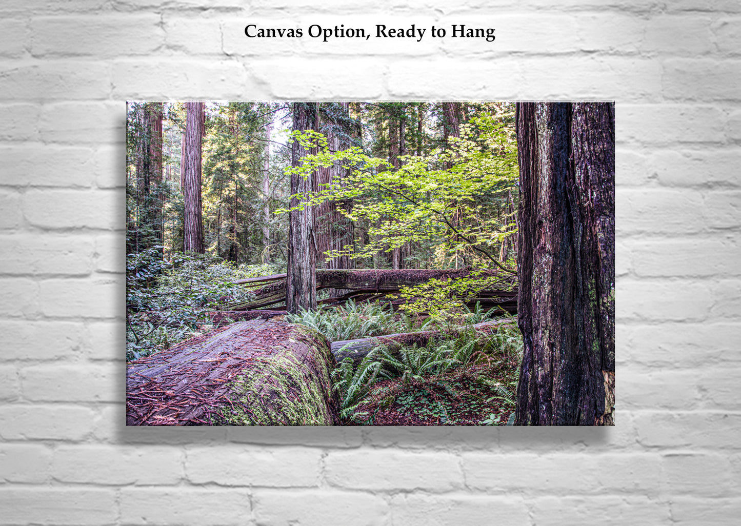 Stout Grove Jedediah Smith Redwood Forest Nature Photography | Crescent City Ca