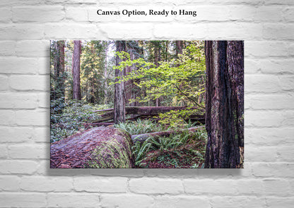Stout Grove Jedediah Smith Redwood Forest Nature Photography | Crescent City Ca