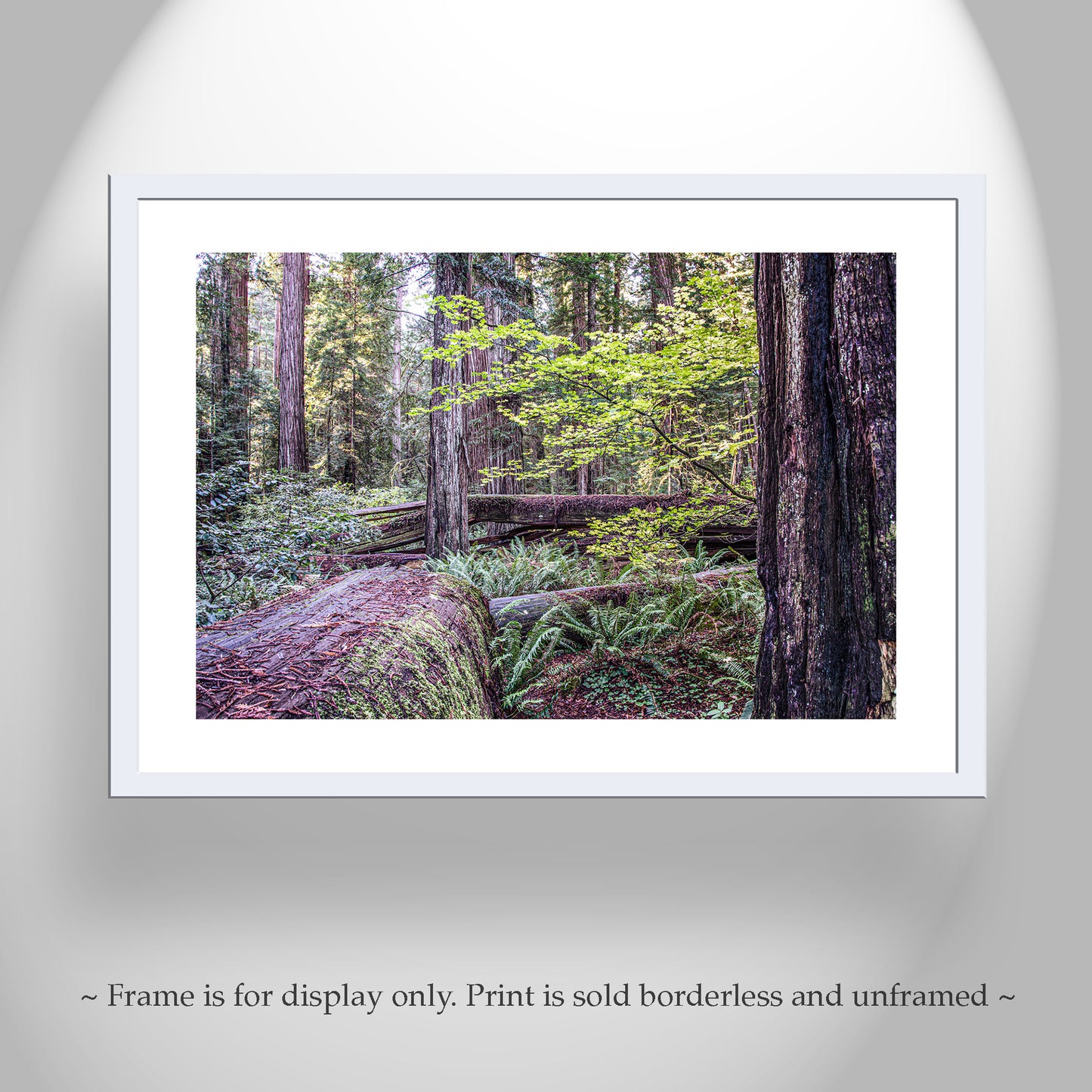 Stout Grove Jedediah Smith Redwood Forest Nature Photography | Crescent City Ca