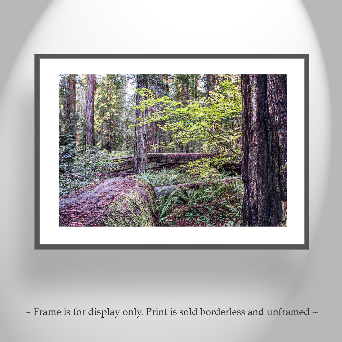 Stout Grove Jedediah Smith Redwood Forest Nature Photography | Crescent City Ca