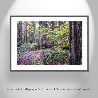 Stout Grove Jedediah Smith Redwood Forest Nature Photography | Crescent City Ca