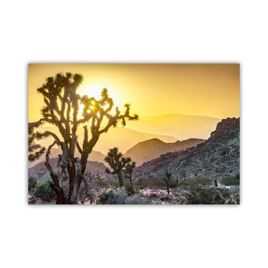 Joshua Tree Sunset Art Print – California Mojave Desert Landscape