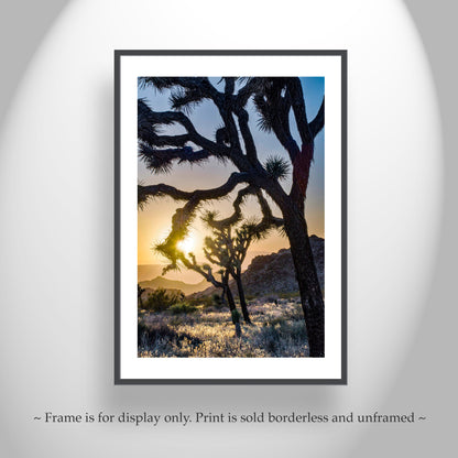 Joshua Tree Desert Sunset Silhouette | National Park Art for Sale