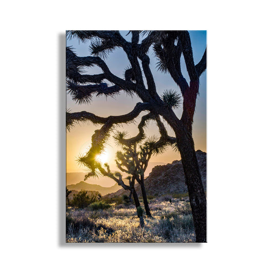 Joshua Tree Desert Sunset Silhouette | National Park Art for Sale