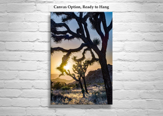 Joshua Tree Desert Sunset Silhouette | National Park Art for Sale