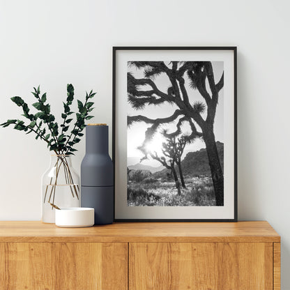 Joshua Tree National Park Cactus Decor in Black and White