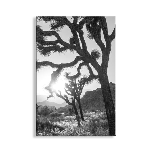 Joshua Tree National Park Cactus Decor in Black and White