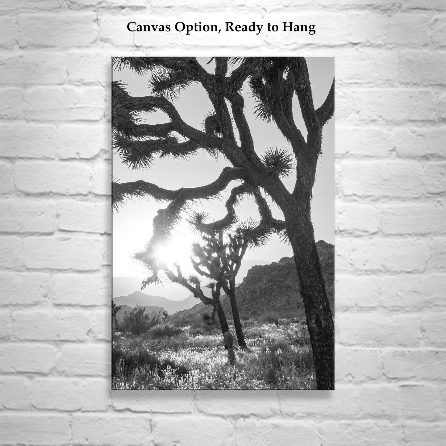 Joshua Tree National Park Cactus Decor in Black and White