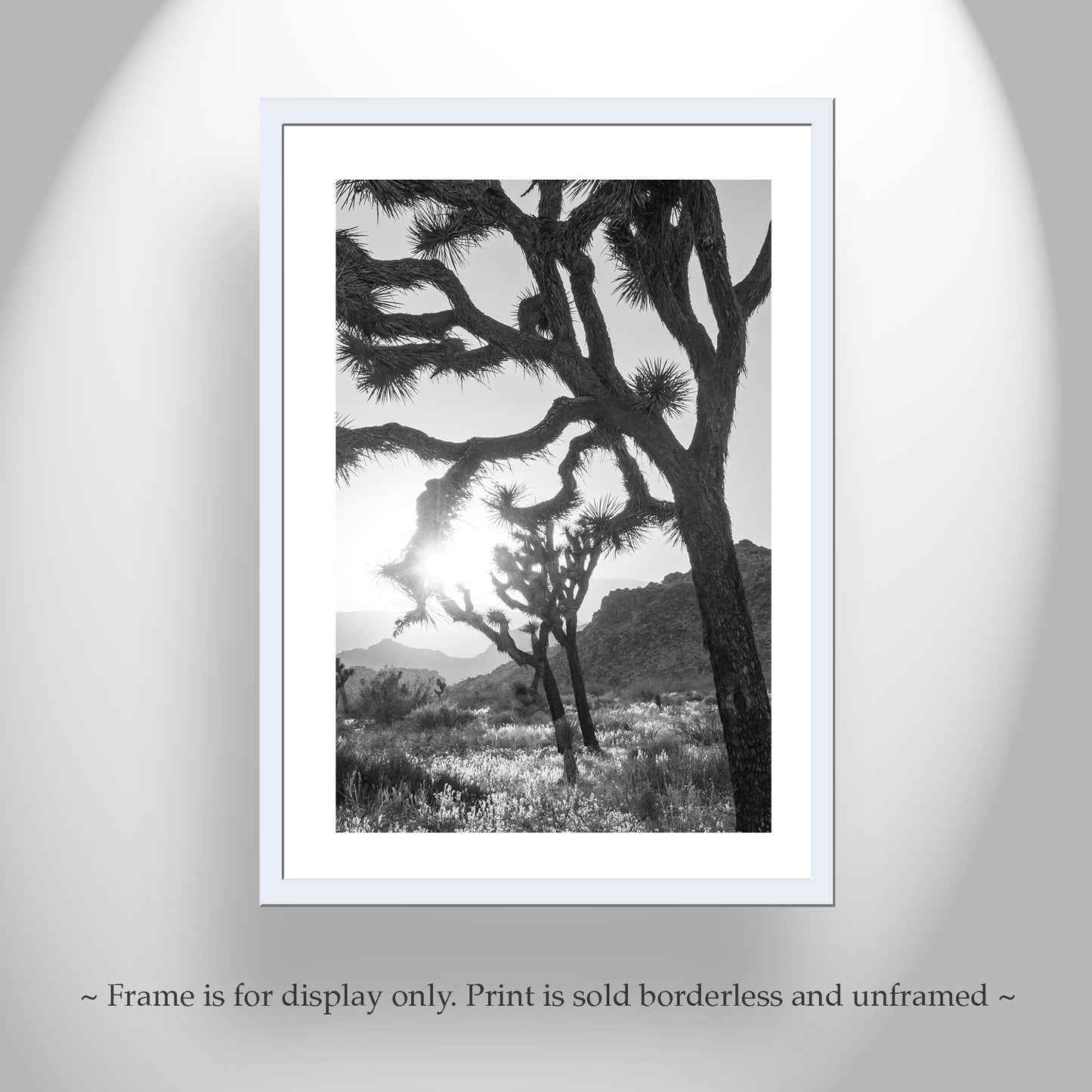 Joshua Tree National Park Cactus Decor in Black and White