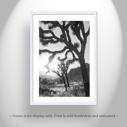 Joshua Tree National Park Cactus Decor in Black and White