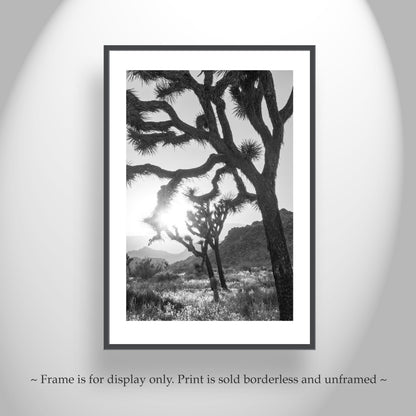 Joshua Tree National Park Cactus Decor in Black and White
