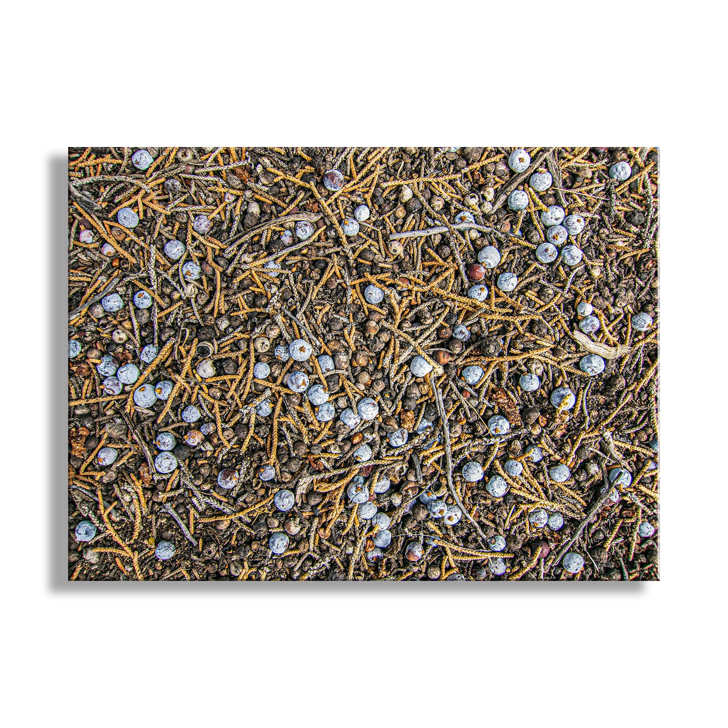 Juniper Tree Art as Oregon Botanical Wall Decor | Berry Fruit