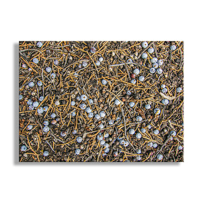 Juniper Tree Art as Oregon Botanical Wall Decor | Berry Fruit