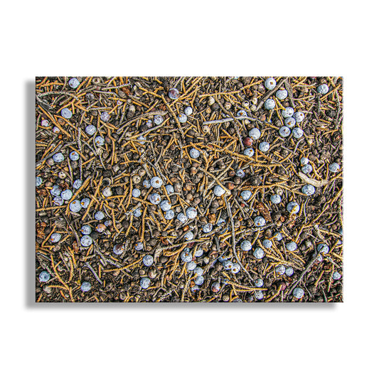 Juniper Tree Art as Oregon Botanical Wall Decor | Berry Fruit