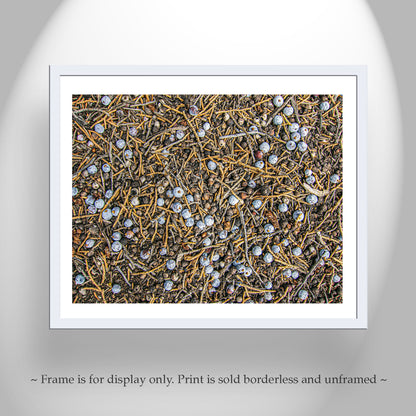 Juniper Tree Art as Oregon Botanical Wall Decor | Berry Fruit