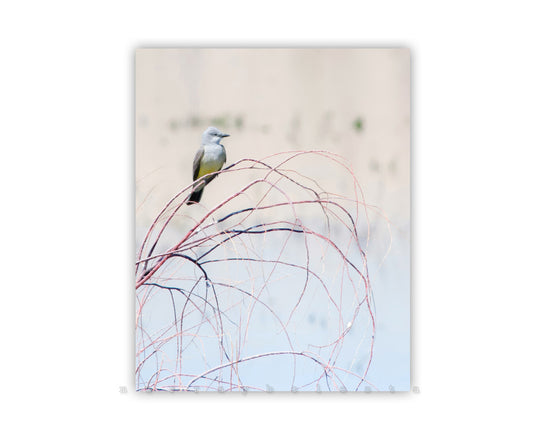 Kingbird Minimalist Art Print - Arizona Pastel Bird Photography