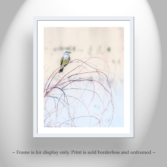 Kingbird Art Print as Minimalist Pastel Bird Photography